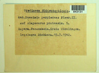 Puccinia recondita image